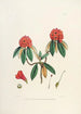 Les Rhododendrons de l'Himalaya de Sikkim Pl08 - Walter Hood Fitch — vy av konstverket