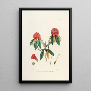 Walter Hood Fitch - The Rhododendrons of SikkimHimalaya Pl08.webp