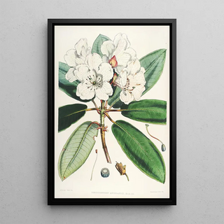 Walter Hood Fitch - The Rhododendrons of SikkimHimalaya Pl11.webp