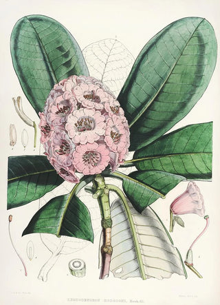 Walter Hood Fitch - The Rhododendrons of SikkimHimalaya Pl15.webp