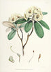 Himalayas Rhododendron från Sikkim Pl16 - Walter Hood Fitch — vy av konstverket