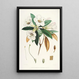 Walter Hood Fitch - The Rhododendrons of SikkimHimalaya Pl18.webp