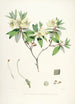Sikkim Himalayas Rhododendron Pl19 - Walter Hood Fitch — vy av konstverket
