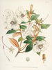 Les Rhododendrons du Sikkim-Himalaya Pl21 - Walter Hood Fitch — vy av konstverket
