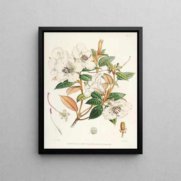 Walter Hood Fitch - The Rhododendrons of SikkimHimalaya Pl21.webp