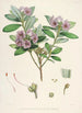 Les Rhododendrons de l'Himalaya de Sikkim Pl24 - Walter Hood Fitch — vy av konstverket