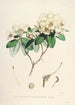 Les Rhododendrons de l'Himalaya de Sikkim Pl30 - Walter Hood Fitch — vy av konstverket