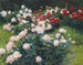 Pivoines - Wilhelm Bernatzik — vy av konstverket
