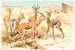 Gazelle Dorcas - Wilhelm Kuhnert — vy av konstverket