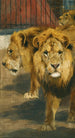 Lions - Wilhelm Kuhnert — vy av konstverket