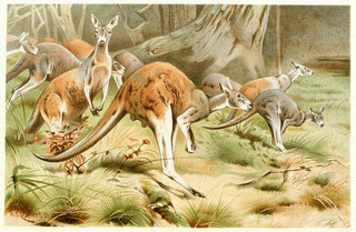 Wilhelm Kuhnert - The Red Kangaroo.webp