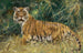Tiger i alerten - Wilhelm Kuhnert — vy av konstverket