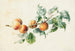Abricots sur une branche signée - Willem Hekking — vy av konstverket