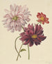 Dahlias - Willem Hekking — vy av konstverket