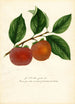 Diospyros Zengi - William Henry Prestele — vy av konstverket