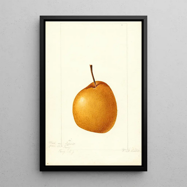 William Henry Prestele - Pyrus communis Madam von Seiboldt.webp