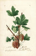 Ribes Jewett - William Henry Prestele — vy av konstverket