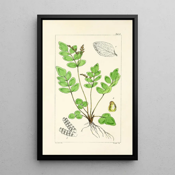 William Jackson Hooker - A century of ferns Pl06.webp