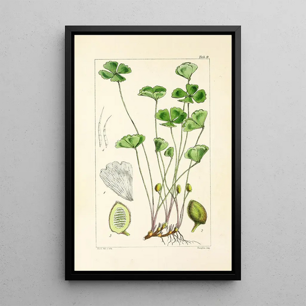 William Jackson Hooker - A century of ferns Pl09.webp