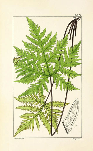 William Jackson Hooker - A century of ferns Pl15.webp