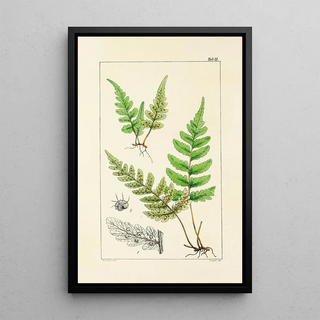William Jackson Hooker - A century of ferns Pl21.webp
