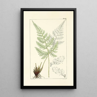 William Jackson Hooker - A century of ferns Pl23.webp