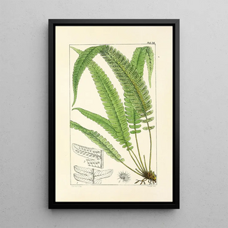 William Jackson Hooker - A century of ferns Pl24.webp