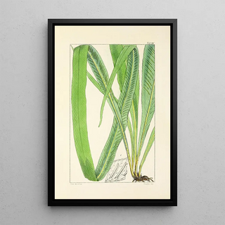 William Jackson Hooker - A century of ferns Pl26.webp