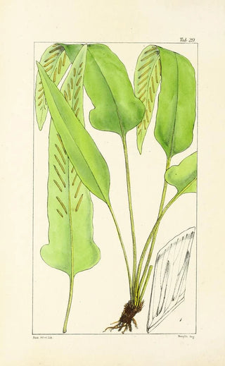 William Jackson Hooker - A century of ferns Pl29.webp