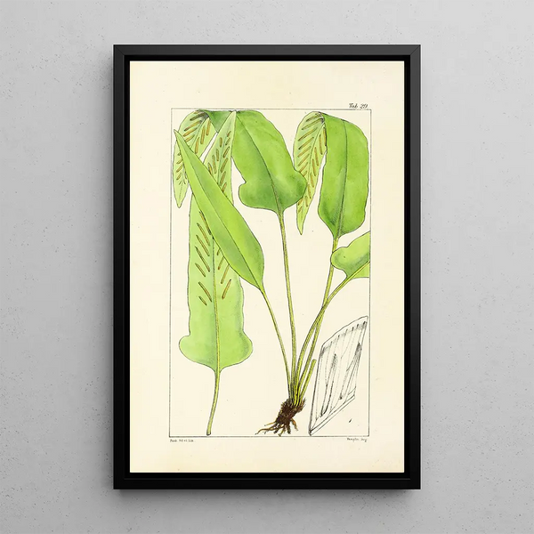 William Jackson Hooker - A century of ferns Pl29.webp