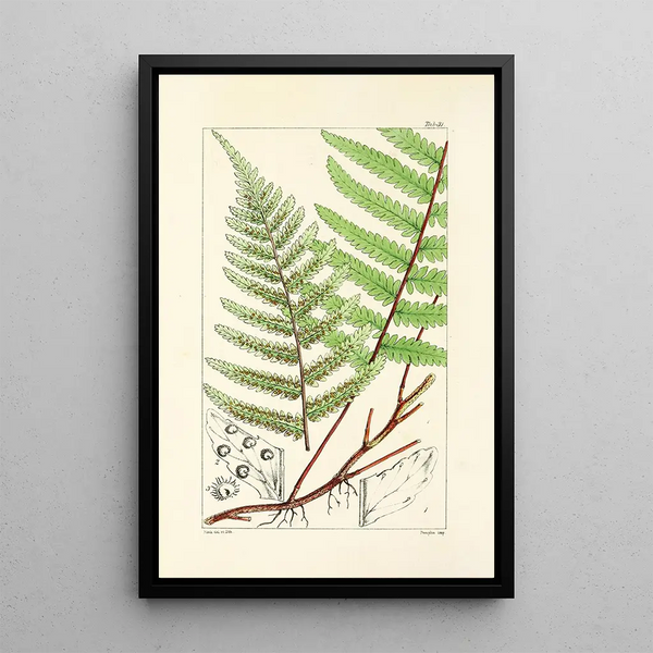 William Jackson Hooker - A century of ferns Pl31.webp