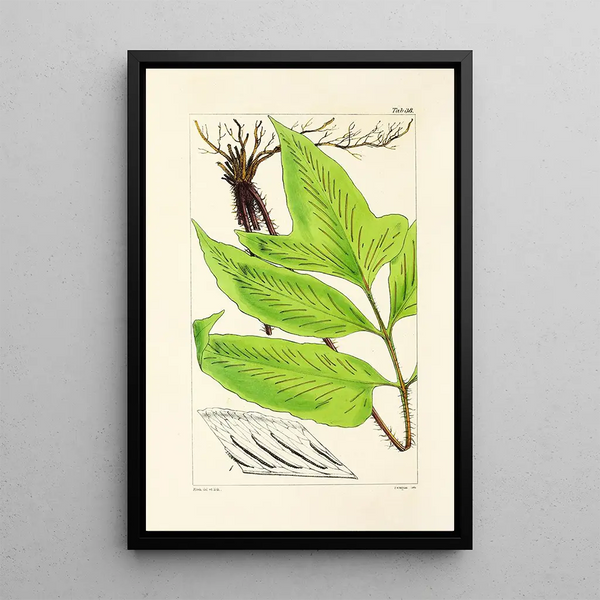 William Jackson Hooker - A century of ferns Pl38.webp