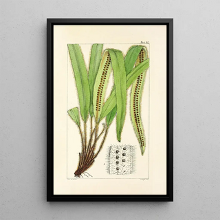 William Jackson Hooker - A century of ferns Pl39.webp