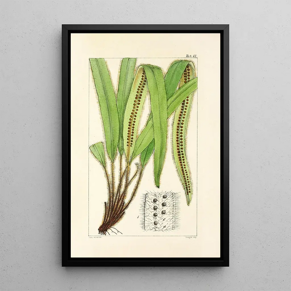 William Jackson Hooker - A century of ferns Pl39.webp
