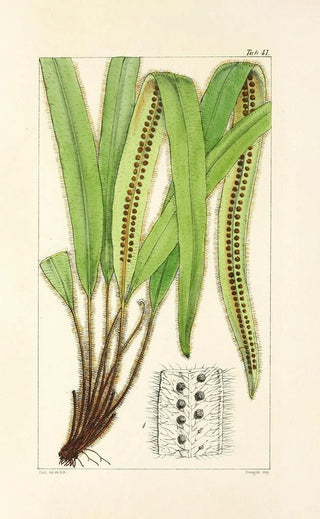 William Jackson Hooker - A century of ferns Pl39.webp