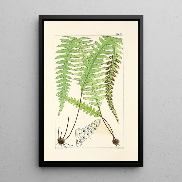 William Jackson Hooker - A century of ferns Pl40.webp