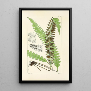 William Jackson Hooker - A century of ferns Pl41.webp
