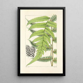 William Jackson Hooker - A century of ferns Pl48.webp