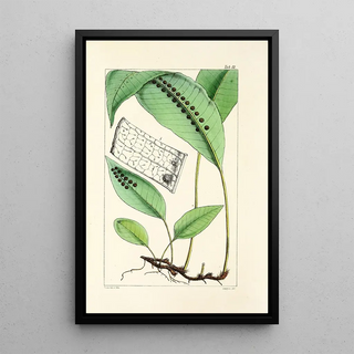 William Jackson Hooker - A century of ferns Pl49.webp