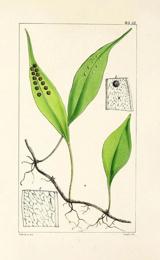 William Jackson Hooker - A century of ferns Pl51.webp