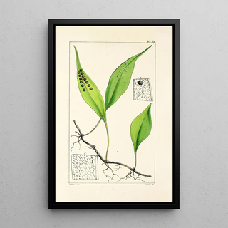 William Jackson Hooker - A century of ferns Pl51.webp