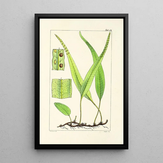 William Jackson Hooker - A century of ferns Pl52.webp