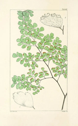 William Jackson Hooker - A century of ferns Pl59.webp