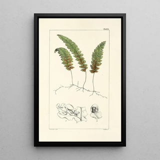 William Jackson Hooker - A century of ferns Pl62.webp