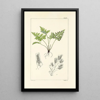 William Jackson Hooker - A century of ferns Pl65.webp