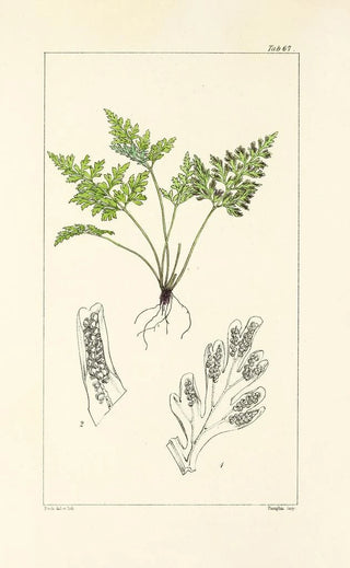 William Jackson Hooker - A century of ferns Pl65.webp