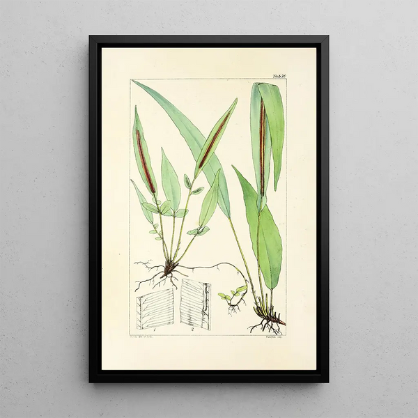 William Jackson Hooker - A century of ferns Pl68.webp