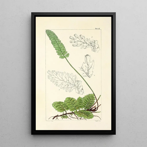 William Jackson Hooker - A century of ferns Pl77.webp