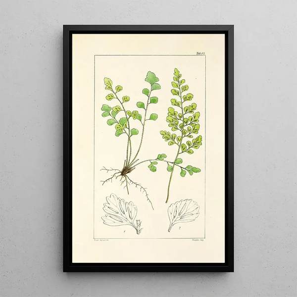 William Jackson Hooker - A century of ferns Pl79.webp