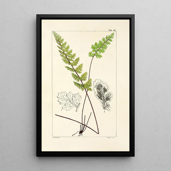 William Jackson Hooker - A century of ferns Pl88.webp